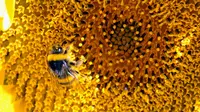 Seekor lebah mengumpulkan serbuk sari dari bunga matahari di lapangan Bonrepos-Riquet (10/08/2016). (AFP PHOTO/PASCAL PAVANI)