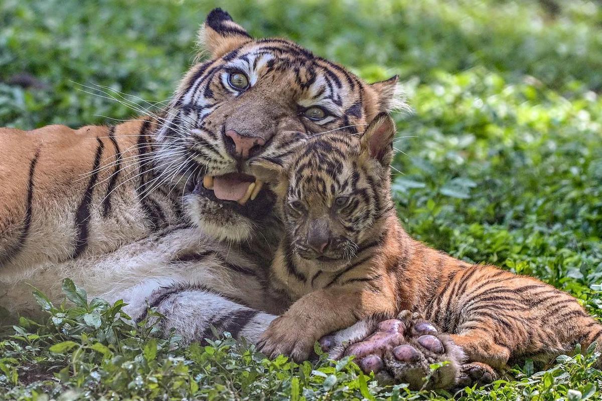 FOTO: Tingkah Menggemaskan Empat Anak Harimau Sumatra di Taman Safari Prigen