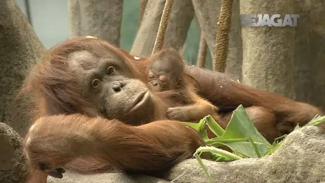 Terdapat 94 orangutan Borneo dan 87 orangutan Sumatera hidup di Kebun binatang Amerika Utara