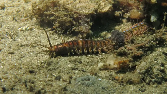 Habitat Eunice Aphroditois