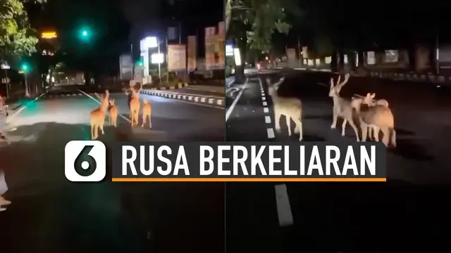 VIDEO: Viral Rusa Berkeliaran di Jalanan Denpasar Malam Hari