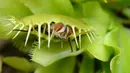 Dionaea Muscipula, lebih dikenal sebagai Penangkap Lalat Venus. Permukaan bagian dalamnya mengandung pigmen merah yang mengeluarkan lendir untuk menarik lalat mendekatinya. (www.greenculturesg.com)