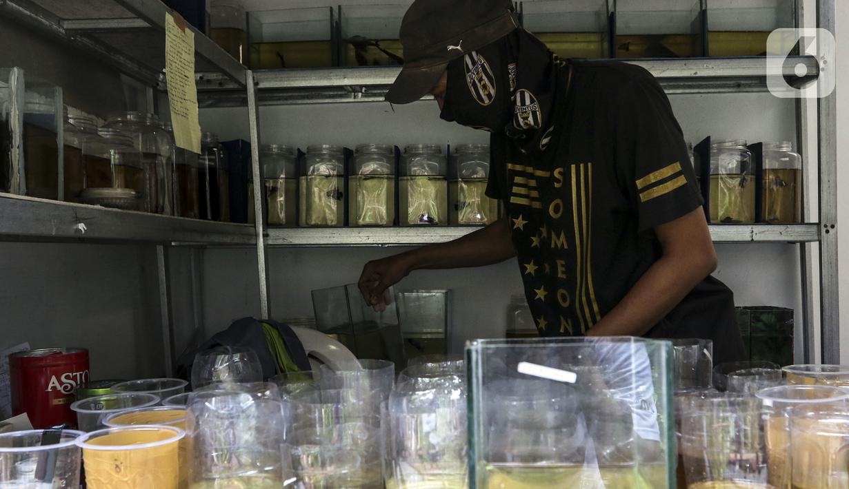 Pekerja melakukan perawatan ikan cupang hias di Galeri Simprug Betta Fish, Jakarta, Jumat (7/8/2020). Ikan cupang hias di sini dijual dengan harga Rp 50 ribu hingga Rp 3,5 juta per ekor. (Liputan6.com/Johan Tallo)