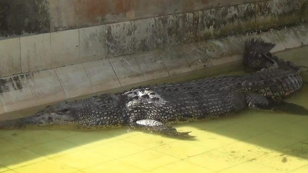 Keberadaan buaya Riska sempat dianggap mengancam keselamatan masyarakat di sekitar sungai.