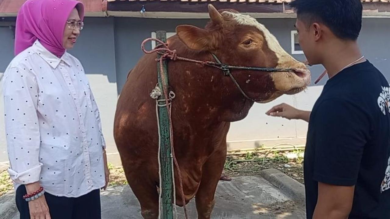 Sapi "Kang Jo" Hewan Kurban Presiden Prabowo Angkat Potensi Peternak Lumajang