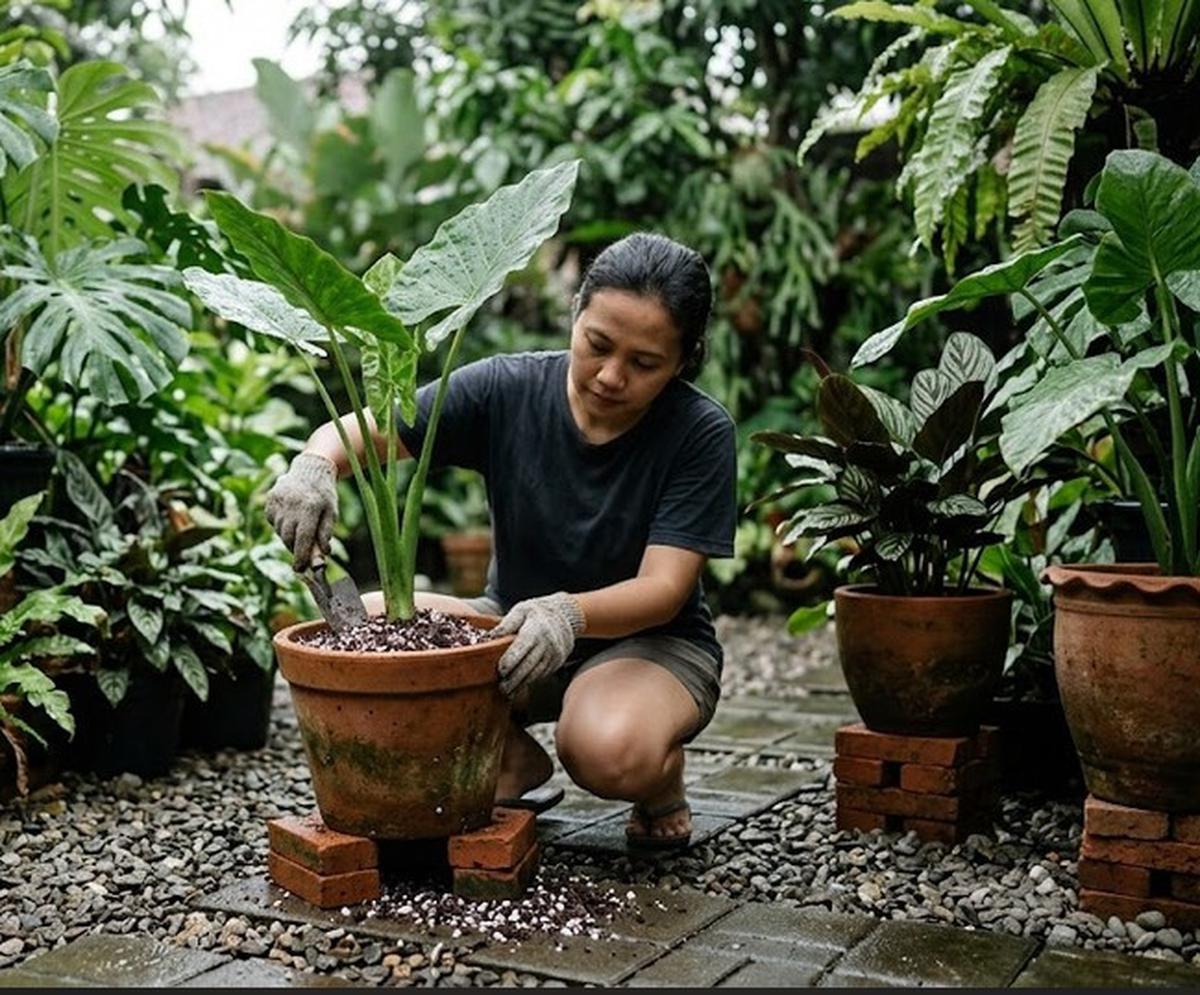 Cara Mencegah Akar Tanaman Hias Busuk Saat Musim Hujan (AI Generated)