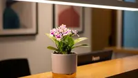 10 Pilihan Tanaman Mini yang Cocok untuk Meja Resepsionis Kantor yang Cantik Sepanjang Hari