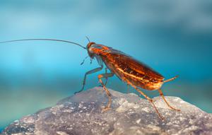 Ilustrasi Kecoa/https://unsplash.com/Erik Karits