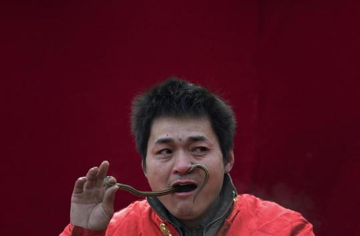 Atraksi nekat, pria ini memasukkan ular hidup melalui hidung