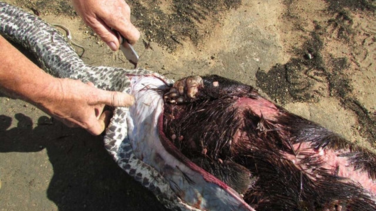 Senjata makan tuan, piton Afrika ini mati usai mangsa landak