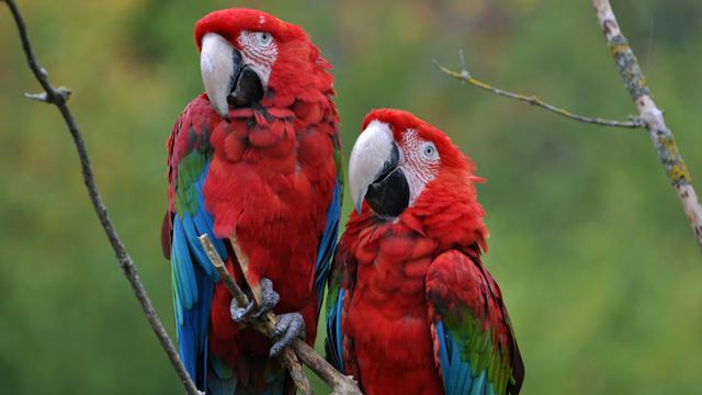 Parrots