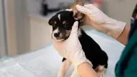 How to Clean Dogs Ear at Home Correctly