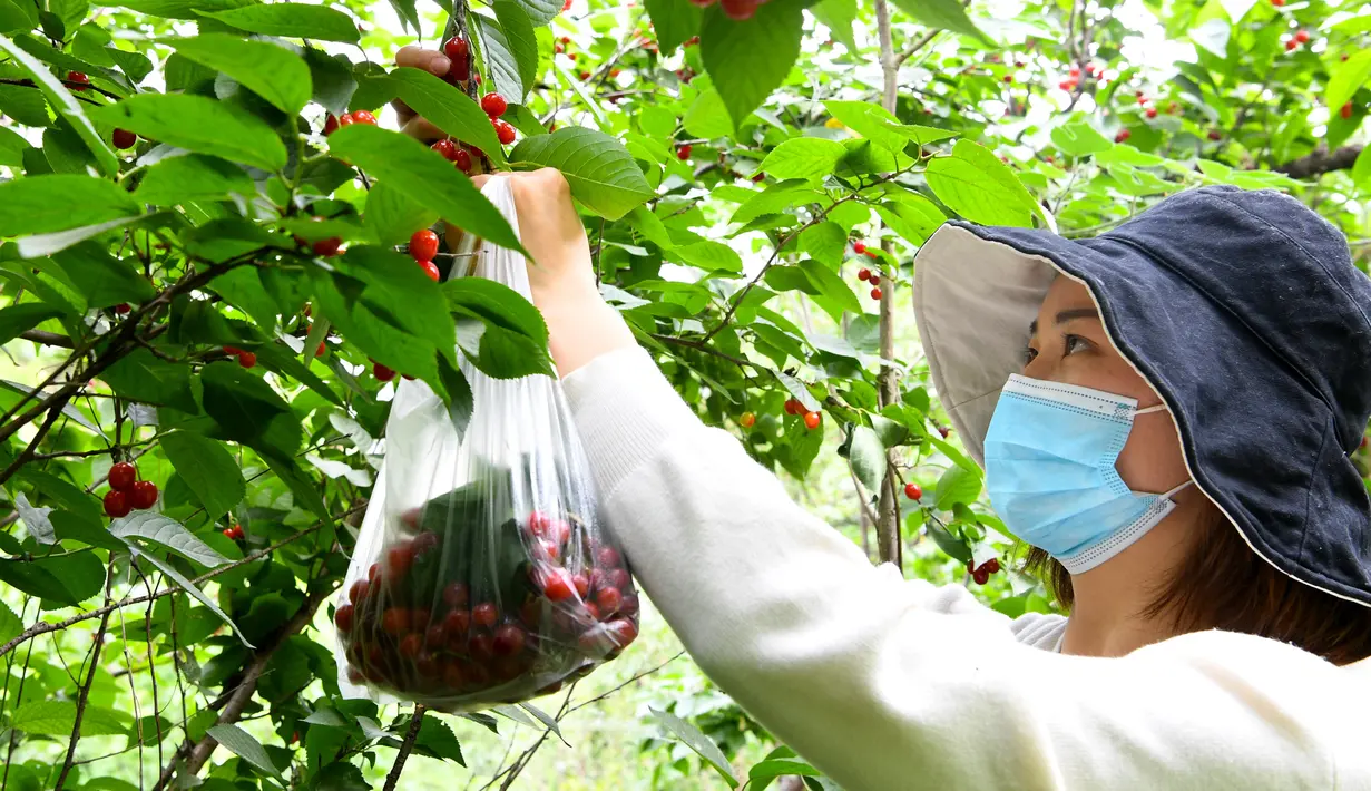 Seorang wisatawan memetik sejumlah ceri dalam festival ceri yang digelar di kawasan wisata Cherry Vale di Distrik Erqi, Zhengzhou, Provinsi Henan, China tengah, (6/5/2020). (Xinhua/Hao Yuan)