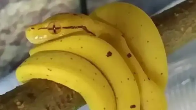6 Godaan Puasa Barang Mirip Buah dan Sayur Ini Bikin Kucek Mata