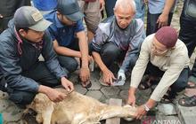 Tingkatkan Kompetensi, 50 Peserta Ikuti Pelatihan Penyembelihan Hewan Kurban di Bandongan