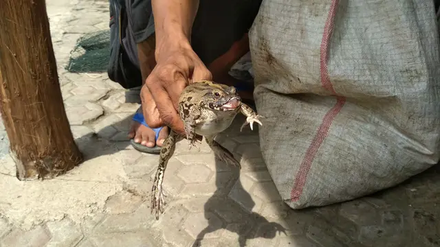 Cerita Warga Cirebon Mengolah Katak Jadi Sumber Rejeki