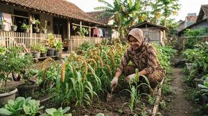 Cara Menanam Jawawut untuk Pangan Keluarga, Pilihan Serealia Alternatif