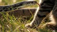 Tanda Kucing Digigit Ular yang Tak Boleh Diabaikan, Ketahui Pertolongan Pertamanya