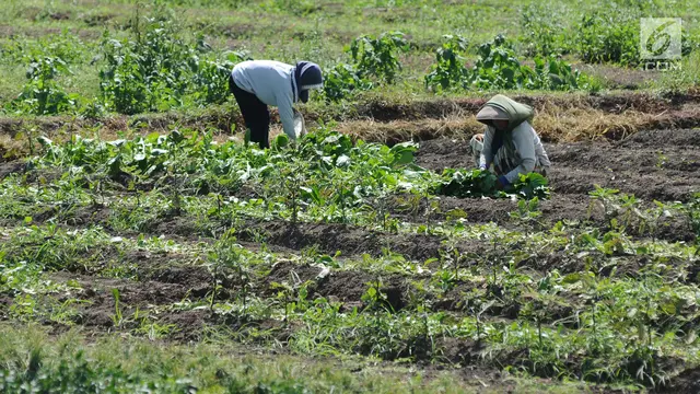 Pengaruh Cuaca, Petani Keluhkan Hasil Panen