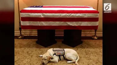 Sully, sosok anjing peliharaan Georger HW Bush jadi sorotan warganet setelah bersimpuh murung di hadapan jenazah mantan Presiden AS tersebut.