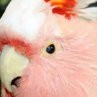 Cookie, Kakatua tertua  