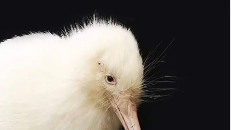 Selandia Baru Berduka, Burung Kiwi Putih Langka Mati Setelah Dioperasi