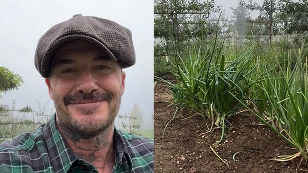 Foto David Beckham Mengelola Peternakan Ayam dan Berkebun, Kehidupan Setelah Pensiun Menjadi Viral di Media Sosial