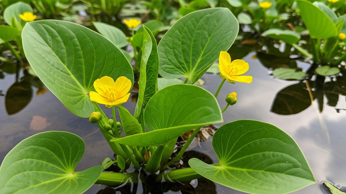 Cara Menanam Genjer di Wadah Ember Atau Pot, Solusi Praktis Lahan Sempit
