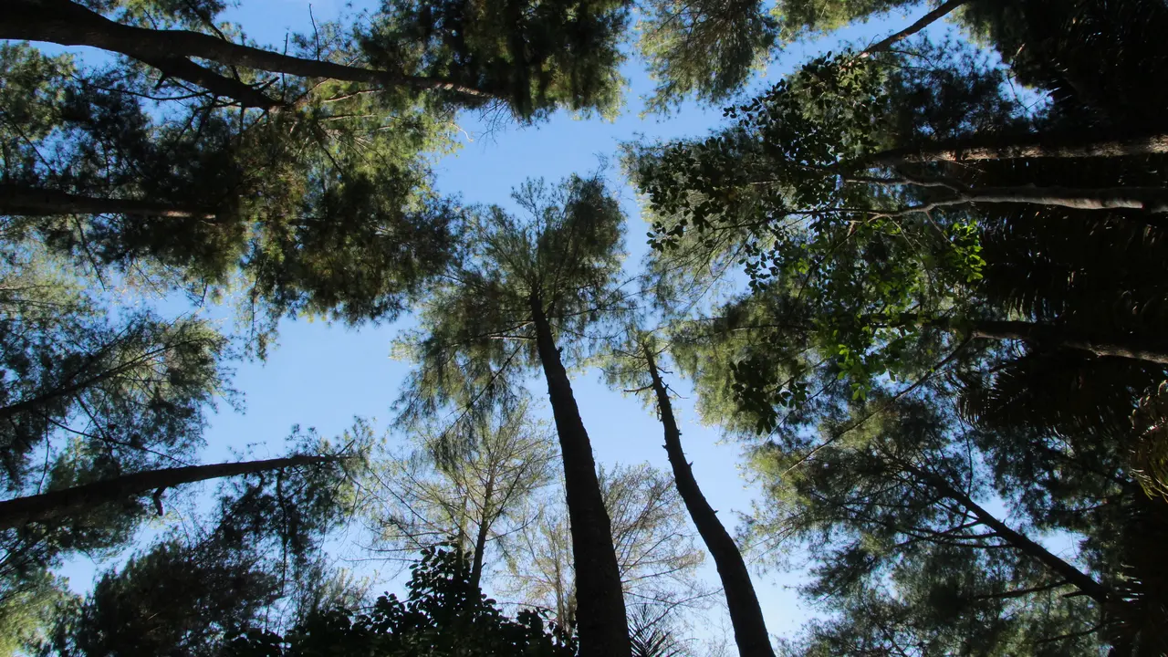 Wisata Hutan Pinus Dulamayo Gorontalo