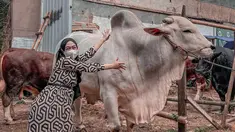 Menyambut Idul Adha 2022, Ria Ricis membagikan momen seru dirinya saat hunting hewan kurban. Baru-baru ini, Ria Ricis memperlihatkan potret sapi kurbannya yang bernama Senopati berwarna putih. (Instagram/riaricis1795)