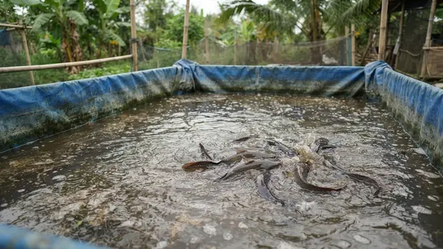 Ternak Lele di Kolam Terpal
