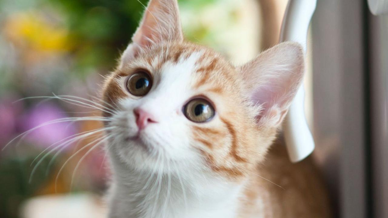 Apa manfaat melatih kucing?