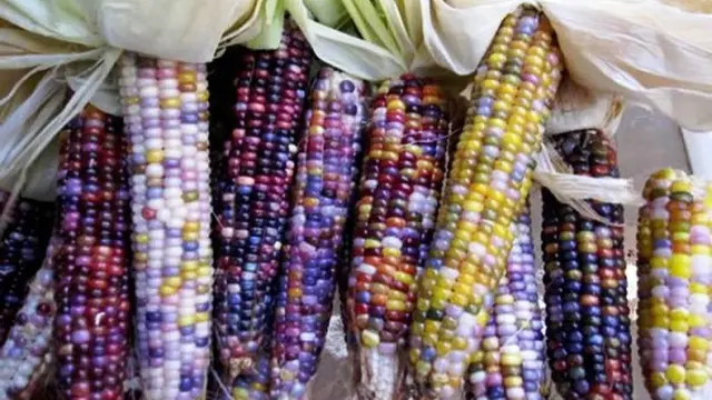 Jagung Pelangi. (Oddity Central)