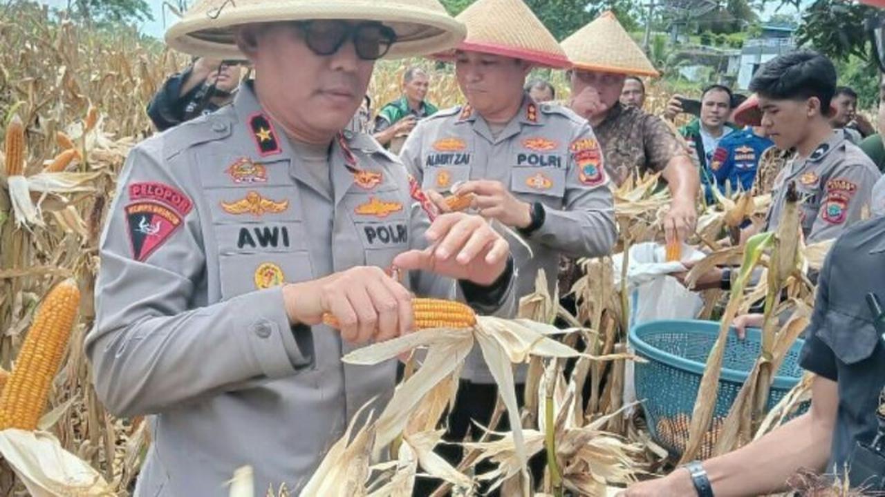 Wakapolda Sulut Soroti Penurunan Produksi Jagung Sulawesi Utara di Tahun 2025