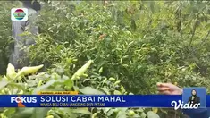 Fokus edisi (06/06) mengangkat beberapa berita sebagai berikut, Dampak PMK, Harga Sapi Anjlok, Jemaah Calon Haji Positif Covid-19, Harga Cabai Makin Mahal, Ridwan Kamil Kembali Bekerja, Tiket Naik ke Borobudur Meroket.