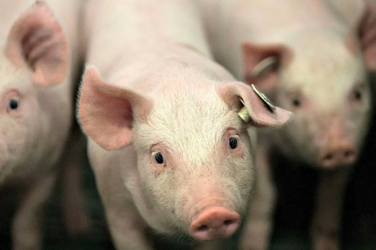 Babi, Harapan Transplantasi Masa Depan