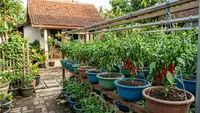 8 Ide Menanam Cabai di Baskom untuk IRT agar Tidak Sering Beli Cabai