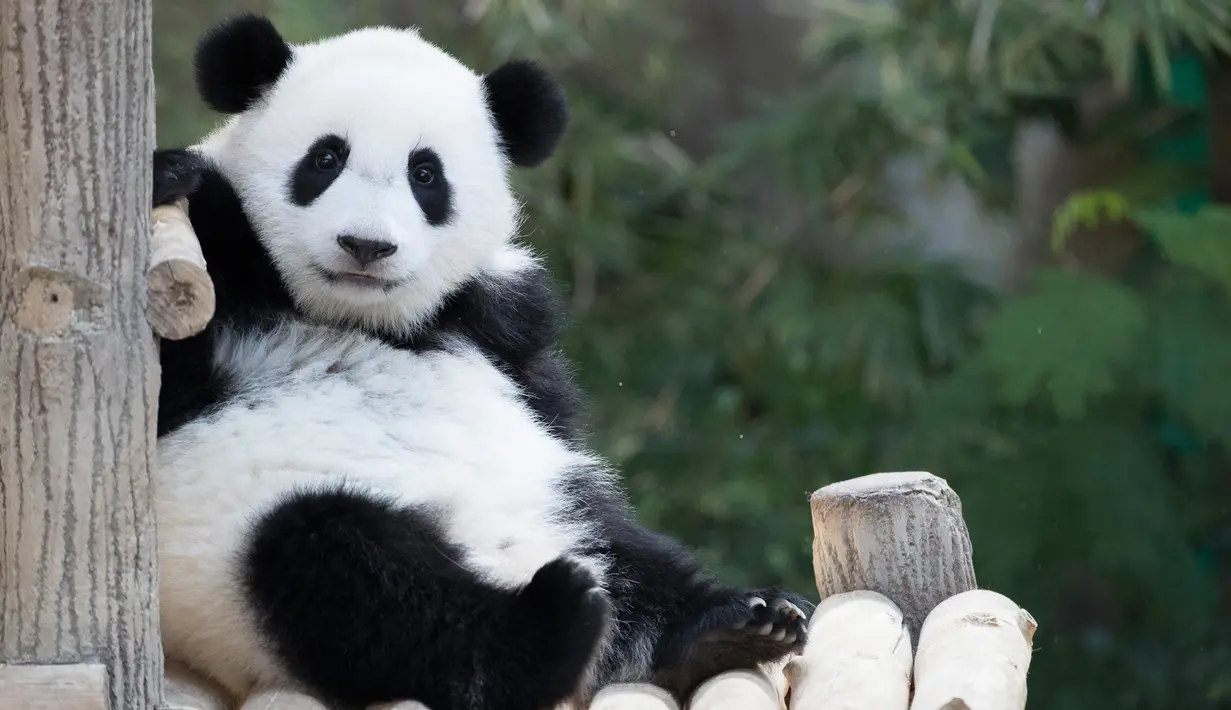 Panda betina merayakan ulang tahun pertamanya di Kebun Binatang Nasional di Kuala Lumpur, Malaysia (14/1). Panda ini keturunan kedua dari panda raksasa Liang Liang dan Xing Xing yang dipinjam Malaysia selama 10 tahun sejak 2014. (AP Photo/Vincent Thian)