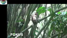 Satu ekor kera yang diduga menyerang sejumlahg orang, terpaksa ditembak mati warga.