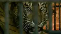 Pengalaman membuktikan, selama harimau tidak diganggu maka warga pun tidak akan diganggu harimau-harimau.