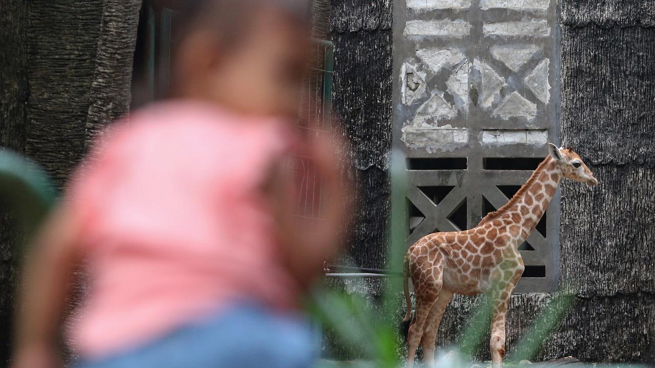 Rajaka, anak jerapah di Taman Margasatwa Ragunan