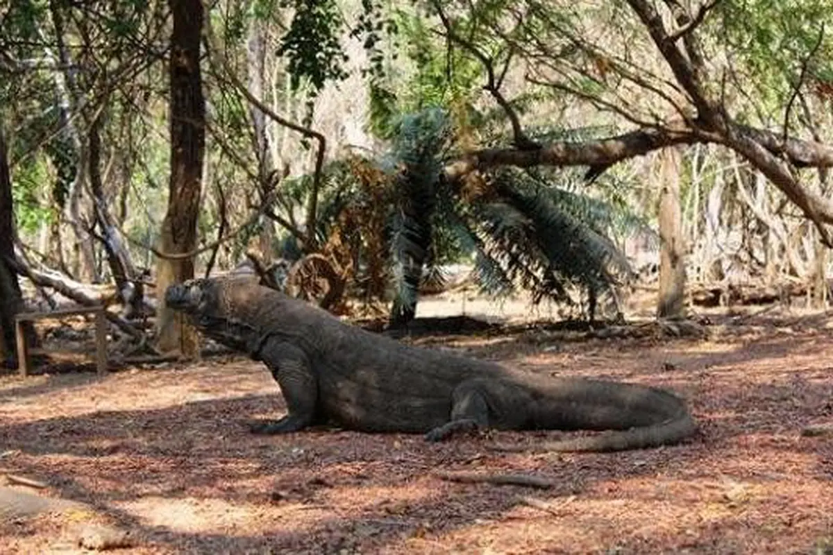 Pengunggah Foto Pembantaian Rusa di Pulau Komodo Terancam UU ITE