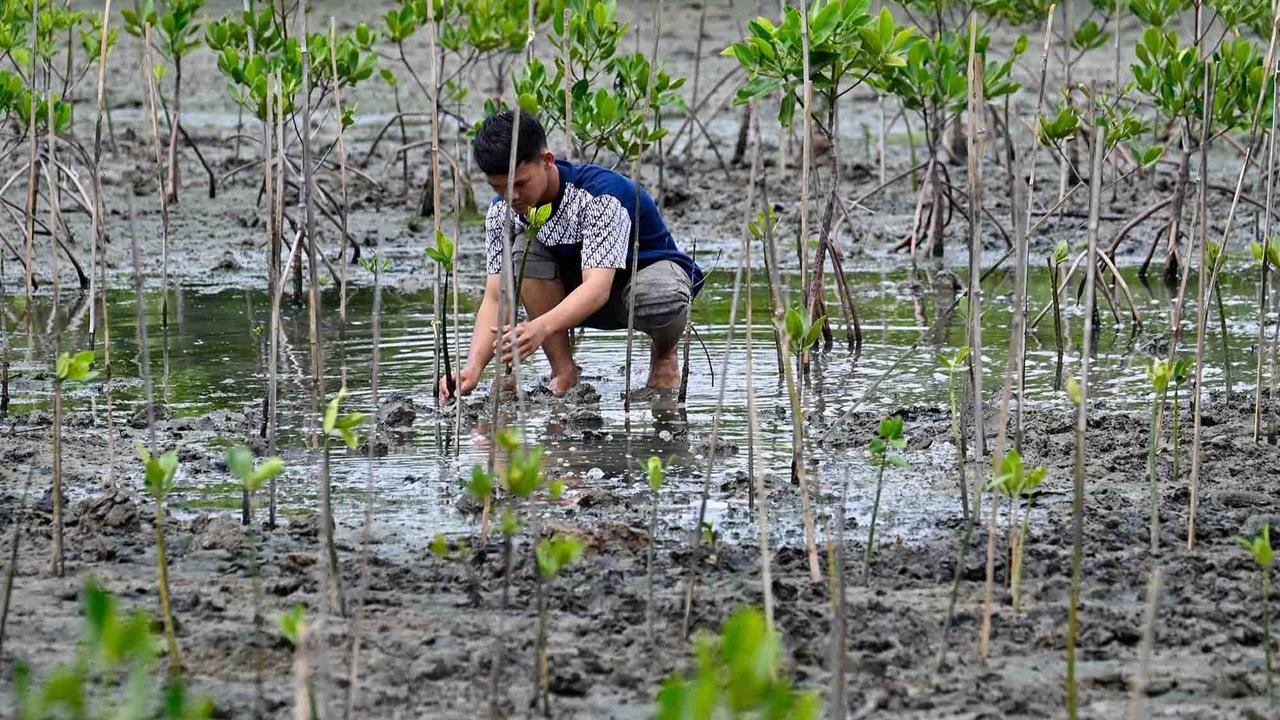 FOTO: Aksi Pelajar Aceh Menanam Mangrove Sambut Hari Sumpah Pemuda