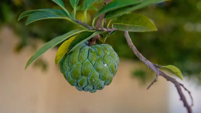 Ilustrasi Pohon Srikaya/Photo by SHUXIN WU on Unsplash