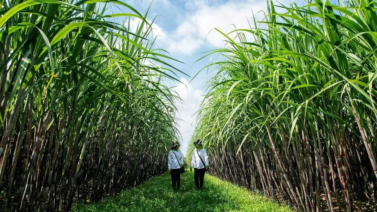 Petani tebu. (Dok PTPN)