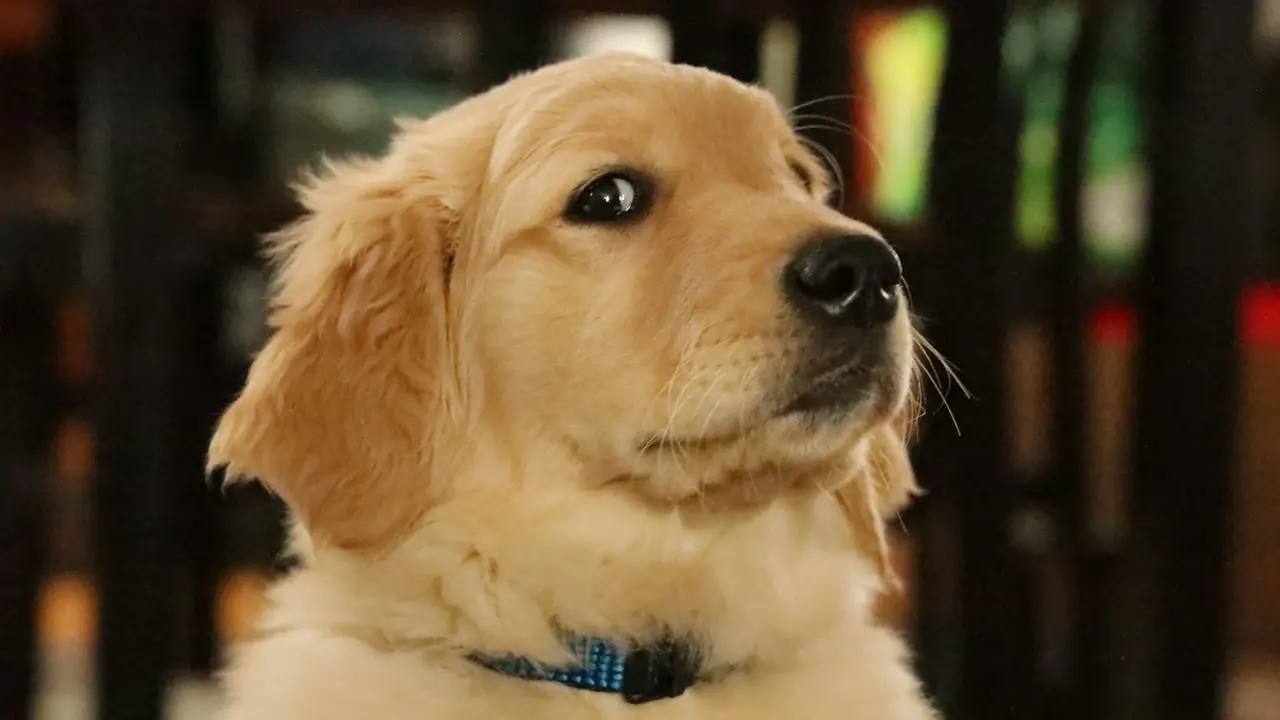 Golden Retriever