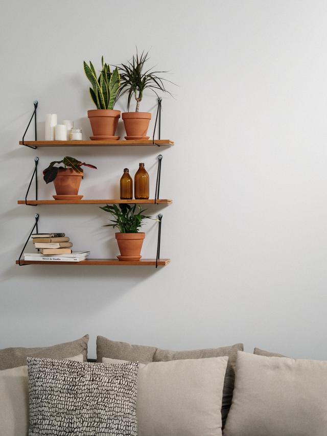 Ilustrasi tanaman lidah mertua | cottonbro dari Pexels