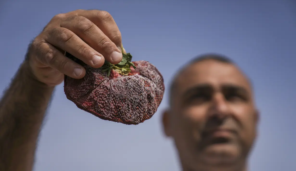 Petani Israel Chahi Ariel memegang stroberi seberat 289 gram (lebih dari setengah pon) di Kadima-Zoran, 17 Februari 2022. Stroberi yang sekitar lima kali berat rata-rata buah beri biasa dari varietas Ilan lokal tersebut memiliki panjang 18 cm dan lingkara 34 cm. (AP Photo/Ariel Schalit)