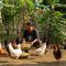 Cara Buat Pakan Ayam Fermentasi dari Gedebog Pisang/Gemini AI