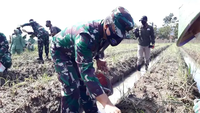 Panen raya bawang merah di lahan Batalyon Infantri 405/Surya Kusuma, Wangon, Banyumas, Jawa Tengah, Kamis (4/2/2021). (Foto: Liputan6.com/Muhamad Ridlo)